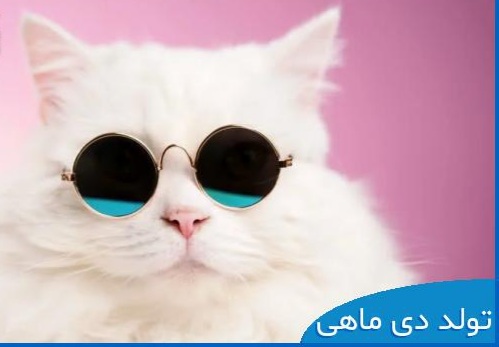 دی جی فرامرز دی دی دی دی ماهی من کو